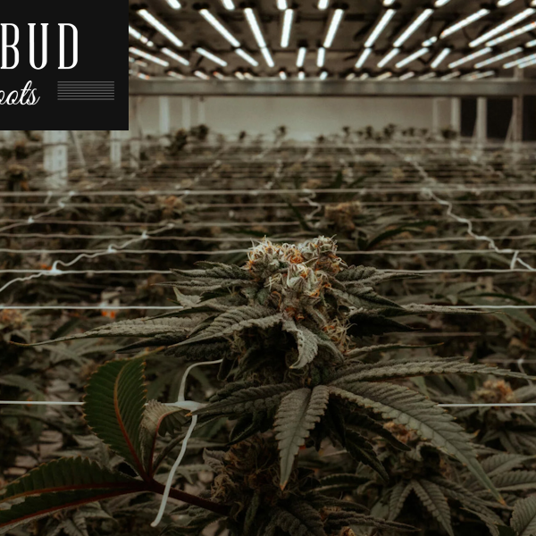 Curing Label Inefficiencies at Redbud Roots